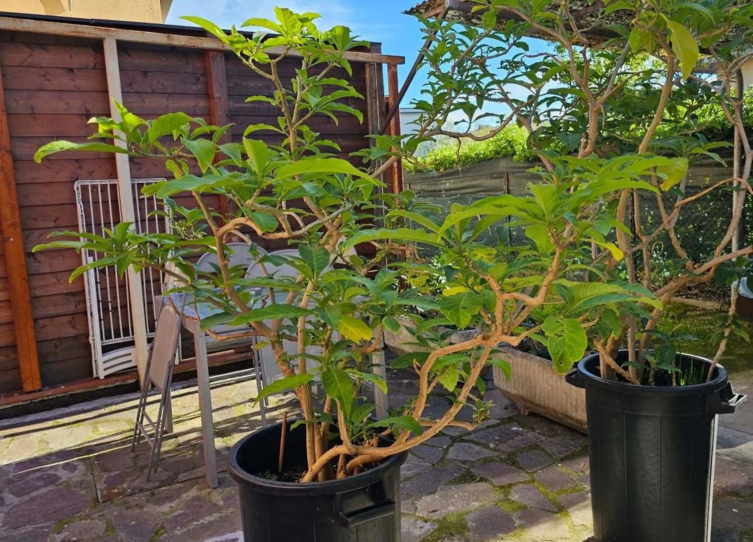 피사 Domus Regia 아파트